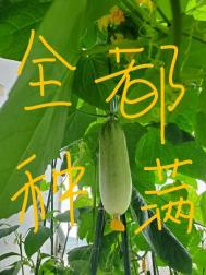 彼得·格里尔的贤者时间樱花动漫
